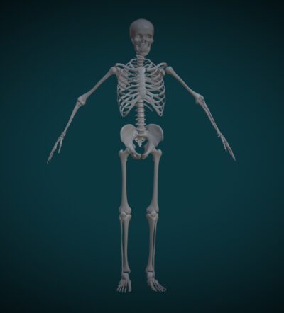 Bones