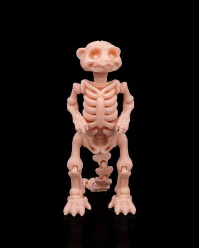 Meerkat - 3dprint skeleton collection