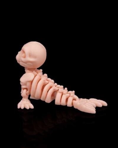 seal - skeleton collection